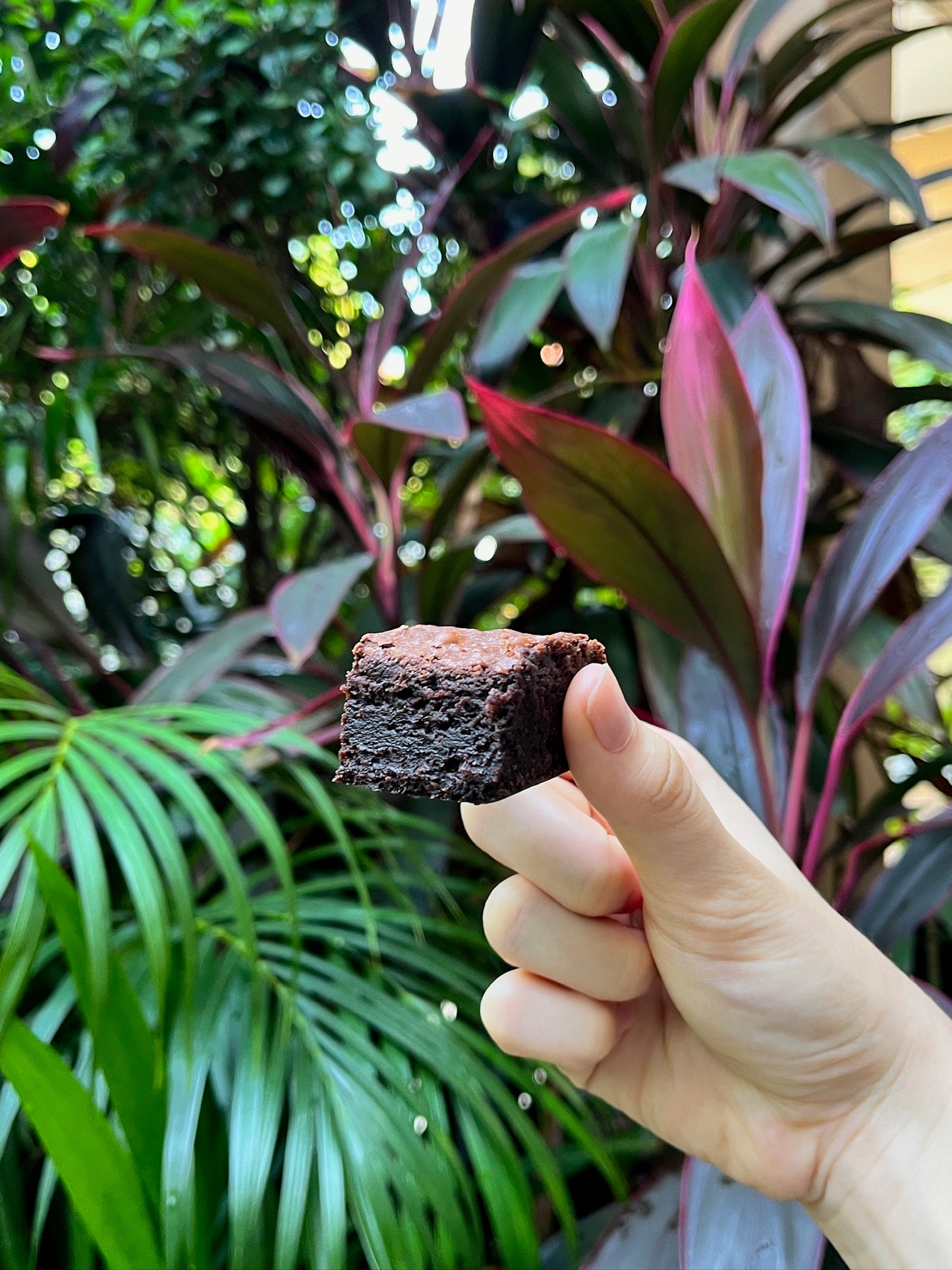 Chocolate Brownies